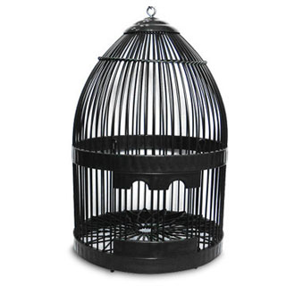 wild bird caged